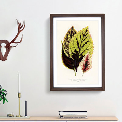Assortment of Leaves - Picture Frame Painting Print