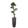 Panama Floor Yacca Tree in Planter
