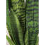 Fausse plante dracéna en pot Rummond-49421110-49421111
