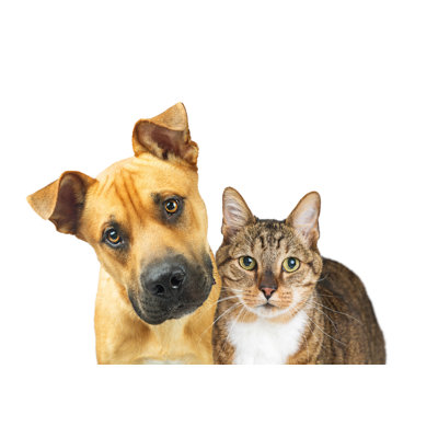 Chien et chat par Adogslifepoto - Photographie sur toile tendue