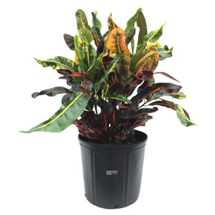 Nature's Way Farms Croton Mamey Live Plant Tall in Grower Pot