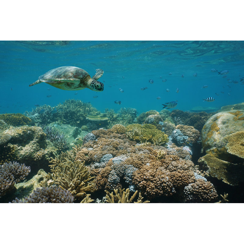 Green Sea Turtle - Wrapped Canvas Print, 30cm H x 46cm W x 3.8cm D