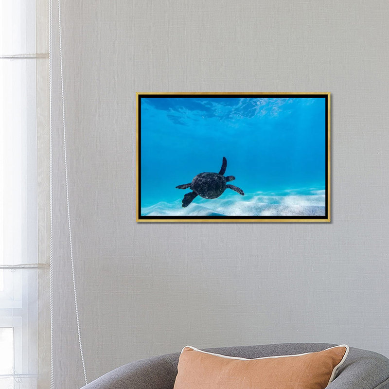 «Glide Turtle» par Sean Davey - reproduction d'art, H 18 po x l 26 po x P 1,5 po, Toile encadrée d'or, Aucun mat
