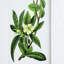 De 4 accessoires muraux de fleurs, 20 po x 28 po, décoration intérieure pour différents espaces, élégance classique, design naturel 4 botaniques, 20 x 28 po, dans diverses pièces, apparence élégante, thème de la nature