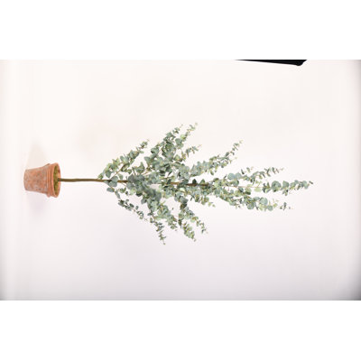Faux Eucalyptus Tree in Terra Cotta Planter