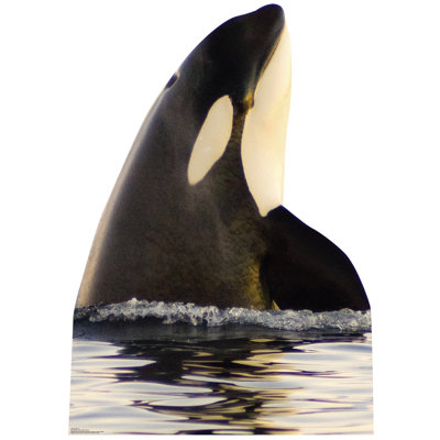 Accroche en carton killer baleine