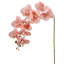34,5 po vaporisateur de phalaenopsis -1803074071