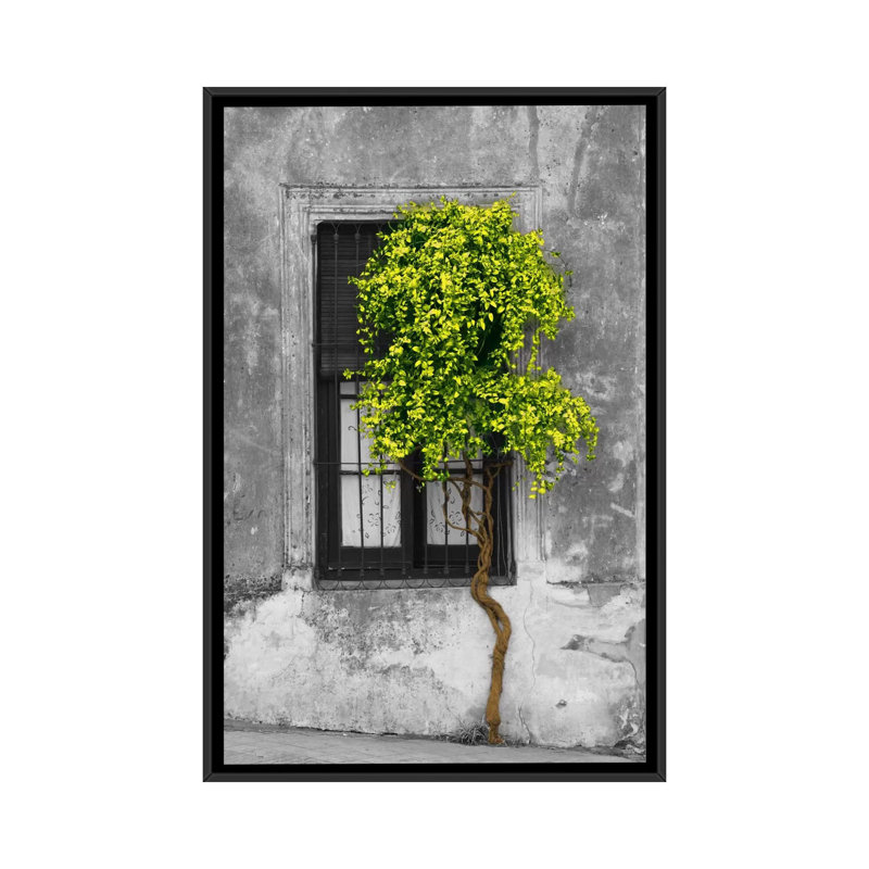 Arbre en face de la fenêtre par Panoramic Images - reproduction de photo sur toile, H 26 po x l 18 po x p 1,5 po