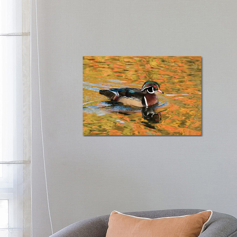 Wood Duck Male in Breeding Plumage, North Chagrin Reservation, Ohio 1 Piece Wrapped Canvas Wall Art