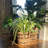 3 Piece Striped Plant Wicker Baskets