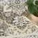 Lafever Brown Ivory Vintage Indoor Rug