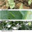Plant Covers Freeze Protection -105685739