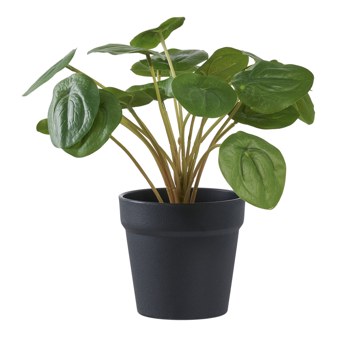 Kunstpflanze Pilea