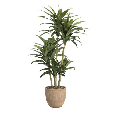 Dricéna, arbre ficus en pot