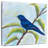 Brampt Indigo Bunting