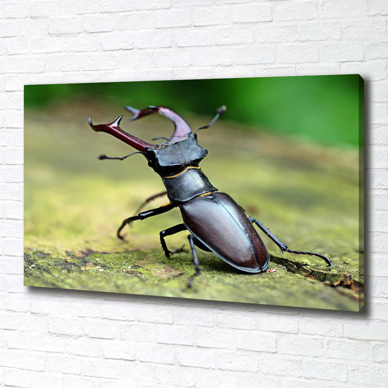 Beetle - Wrapped Canvas Print