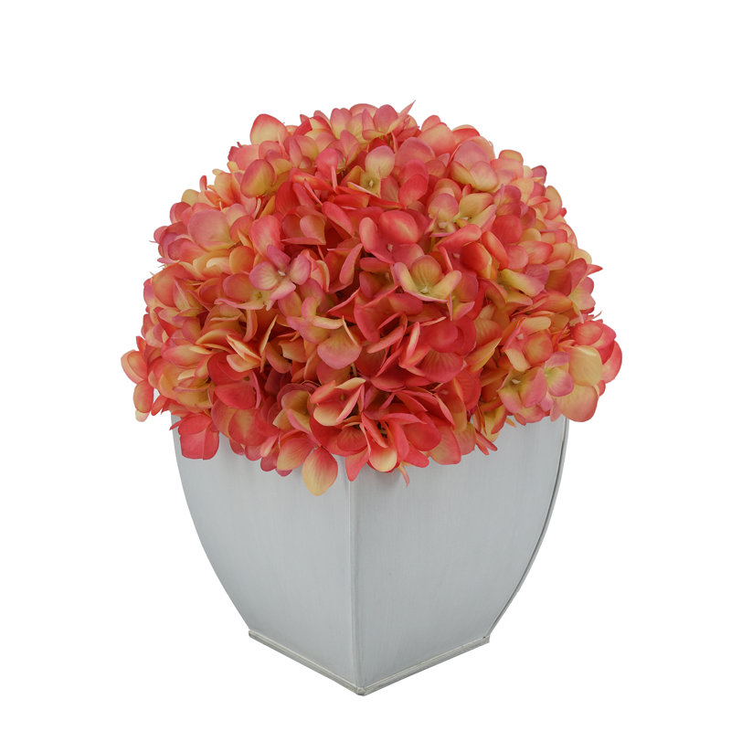 Arrangements floraux d'hortensias en pot, Corail