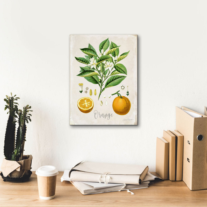 «Vintage Citrus Fruit Study B» par Jean Plout, art mural sur toile