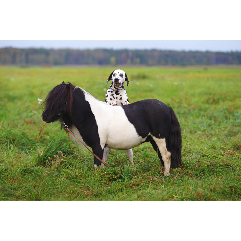 Dalmatian Dog And Pony by Eudyptula - Wrapped Canvas Print, 61cm H x 91cm W x 3.8cm D