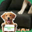 Pet-Friendly Armchair With Built-In Cat & Dog Hideaway, Bunny-Ear Back