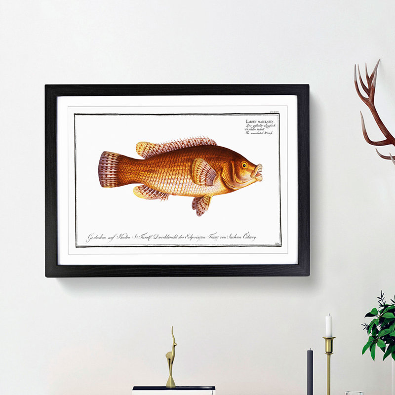 Maculated Wrasse Fish by M.E. Bloch - Framed Print, 48cm H x 65cm W x 2cm D, Black Framed