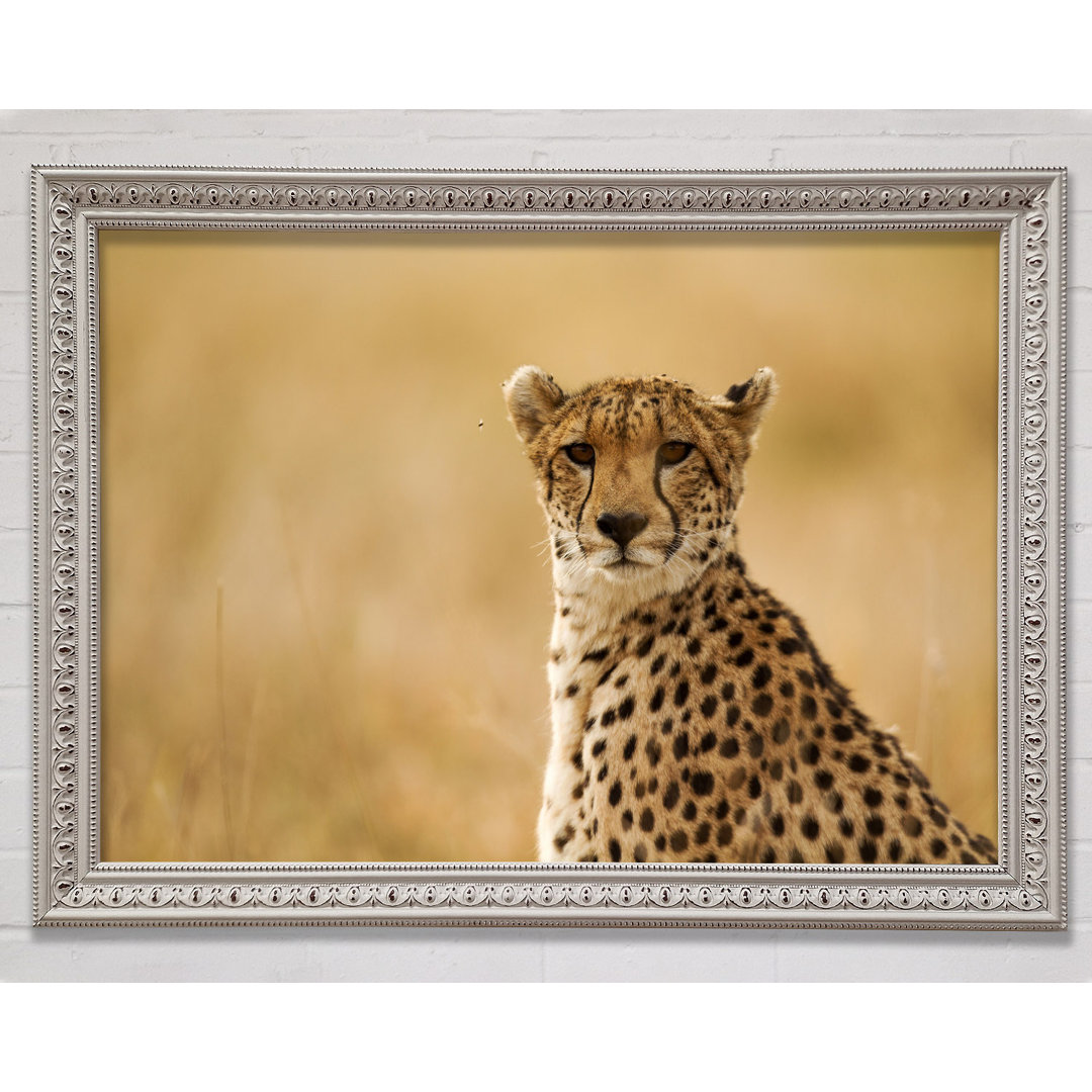 Cheetah Beauty - Einzelner Bilderrahmen Kunstdrucke