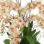 Orchid and Curly Willow in Decorative Rope Pot