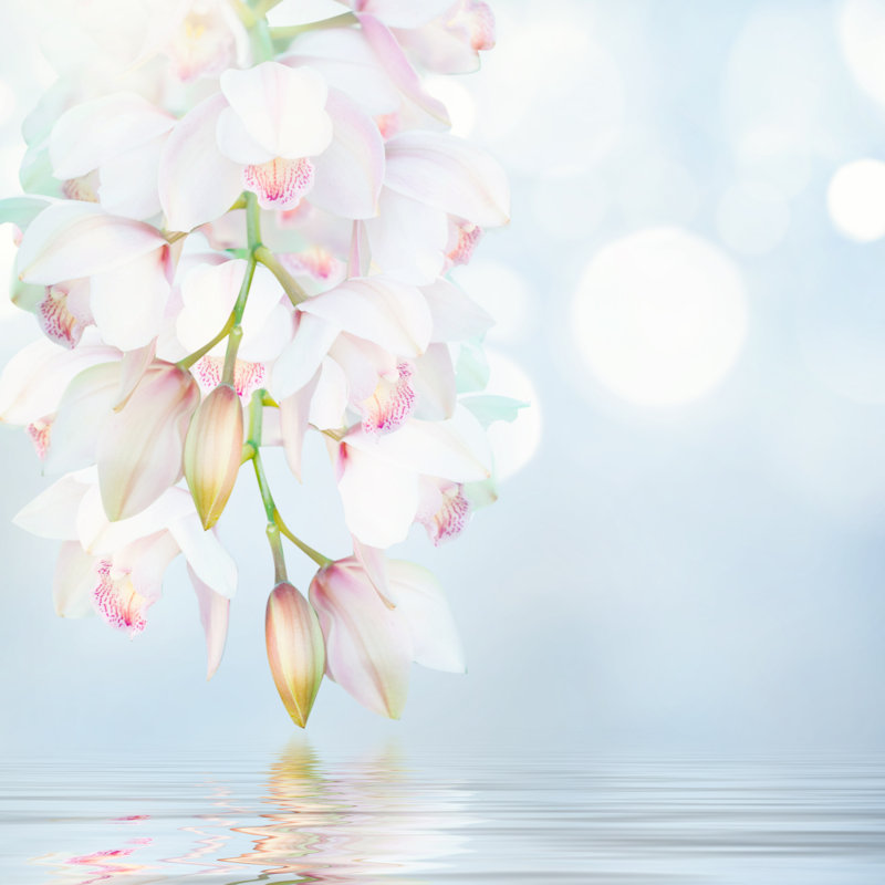 Orchidées - photographie sur toile tendue, H 12 po x l 12 po