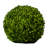 Boxwood Topiary