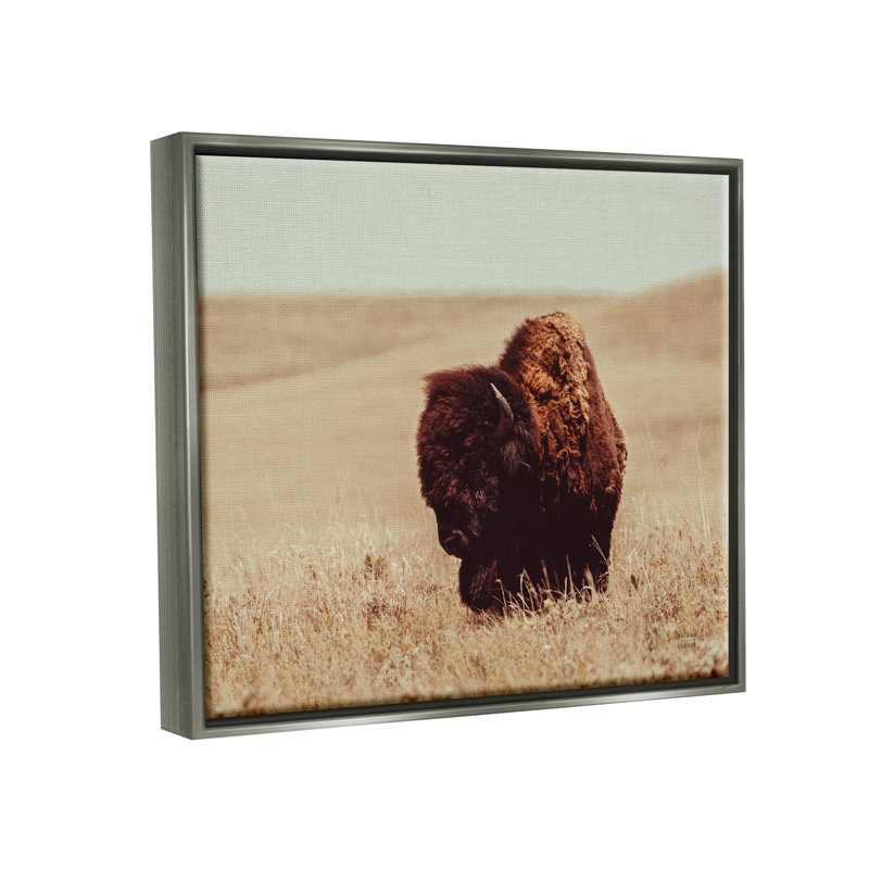 «Bison Grazing Tall Grass», reproduction encadrée sur toile par Nathan Larson, Cadre flottant gris lustré
