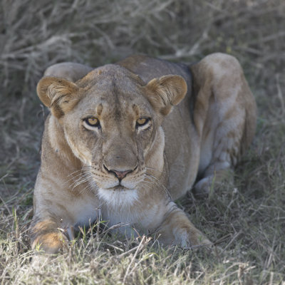 Lioness - Wrapped Canvas Art Prints