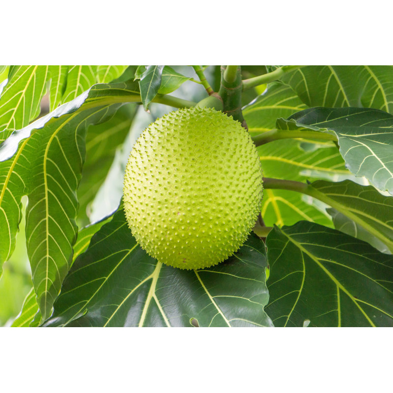 «Breadfruit on Tree» - Photographie sur toile tendue, H 8 po x l 12 po