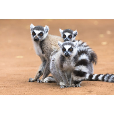 Amboasary de Madagascar, réserve de Berenty. Un groupe de lémuriens à queue annelée s'embrassent ensemble pour la chaleur par Ellen Goff (18 x 24)