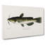 Bullhead Fish by Sherman F. Denton - Wrapped Canvas-55362055