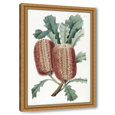 Oak-leaved Banksia (1815-1819)