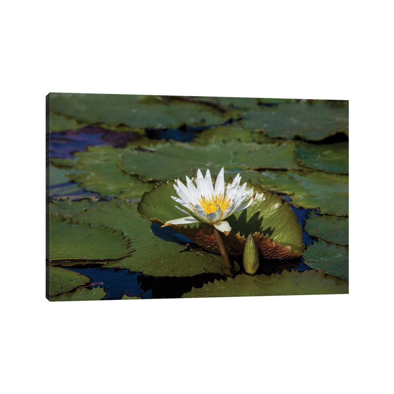 Elevated View Of Water Lily In A Pond, Florida, USA 1 Piece Wall Art on Canvas, 20.32 cm H x 30.48 cm W, No Frame
