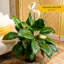 Peace Lily in Nursery Pot