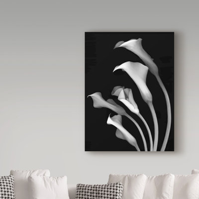 Dosta 'Calla Lilies 3 Black and White' Graphic Art Print on Wrapped Canvas