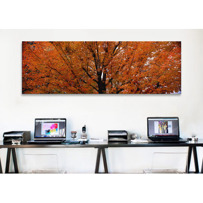 " Maple Tree In AutumnVermont, USA " by Panoramic Images