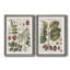 Exotic Botanique I - ensemble de 2 impressions encadrées-1285988870-1285822547-1285822558