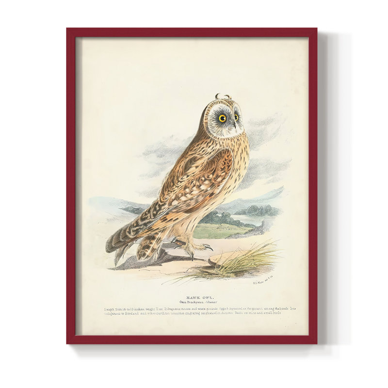 Hawk Owl, reproduction encadrée - bois massif, H 15 po x l 12 po, Rouge