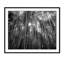 Bamboo Forest - Picture Frame Photograph on Paper-74856100-87888674