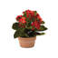 Kalanchoe en pot