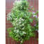 Wall Planter