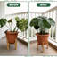 Deaotoys Plant Trays/ Stands Flowers