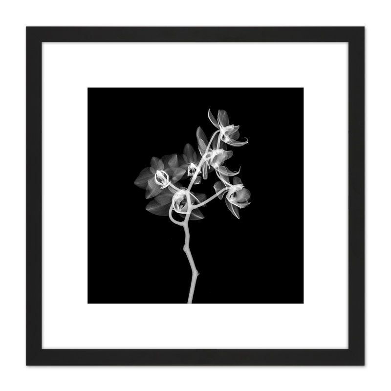 Schwartz NJIT Transparent Orchid Greyscale X-Ray - Single Picture Frame Painting