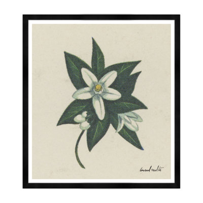 Orange Blossom Print
