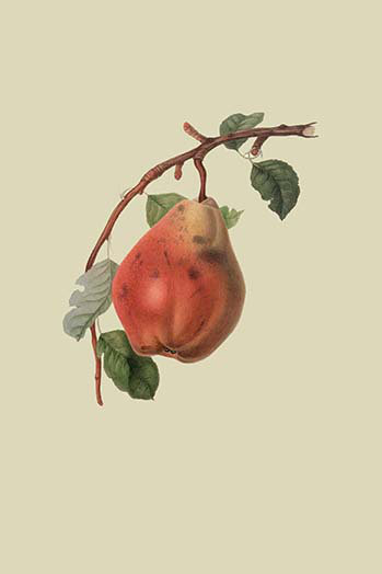 « chaumontel poirier » par william hook, impression, H 42 po x l 28 po x P 1,5 po