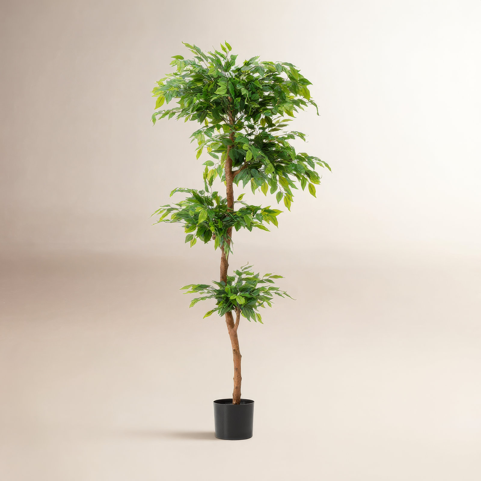 Amee 61" Ficus Tree in Pot