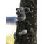 Harkless Koala Resin Garden Statue